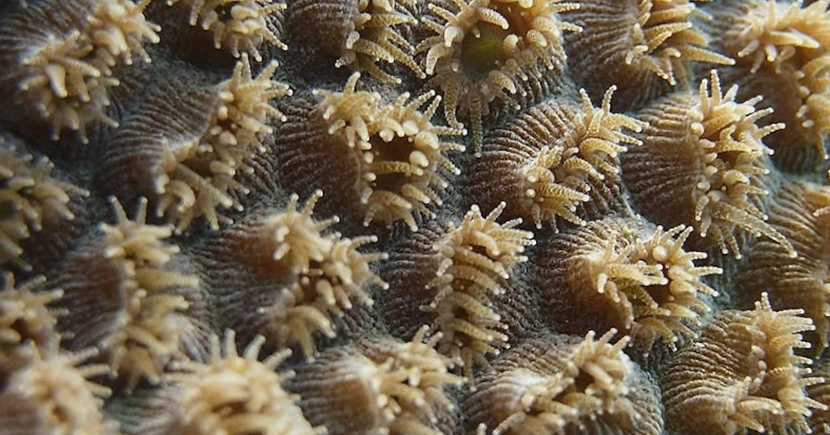 Gran Canaria, Lanzarote i El Hierro pod wodą: kameralne miejsca na snorkeling bez tłumów