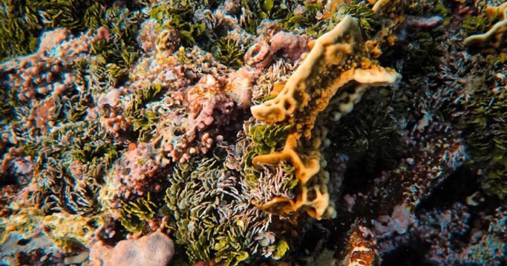 Rekiny na Wyspach Kanaryjskich a snorkeling: jak wygląda prawdziwe ryzyko