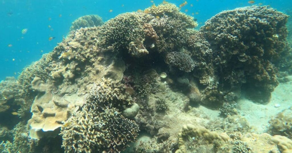 Similany, Suriny, Koh Tao, Phi Phi czy Koh Lipe? Gdzie w 2025/26 najlepiej na snorkeling i za ile