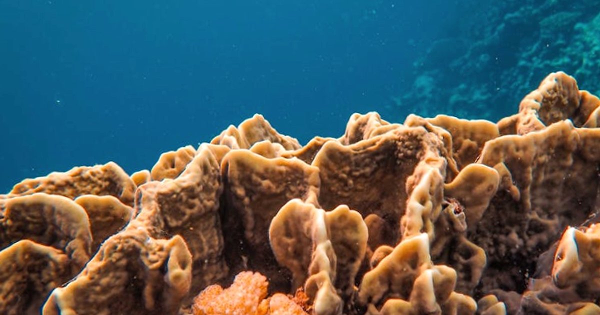 Snorkeling na Kanarach: jakie wycieczki wybrać i ile to naprawdę kosztuje