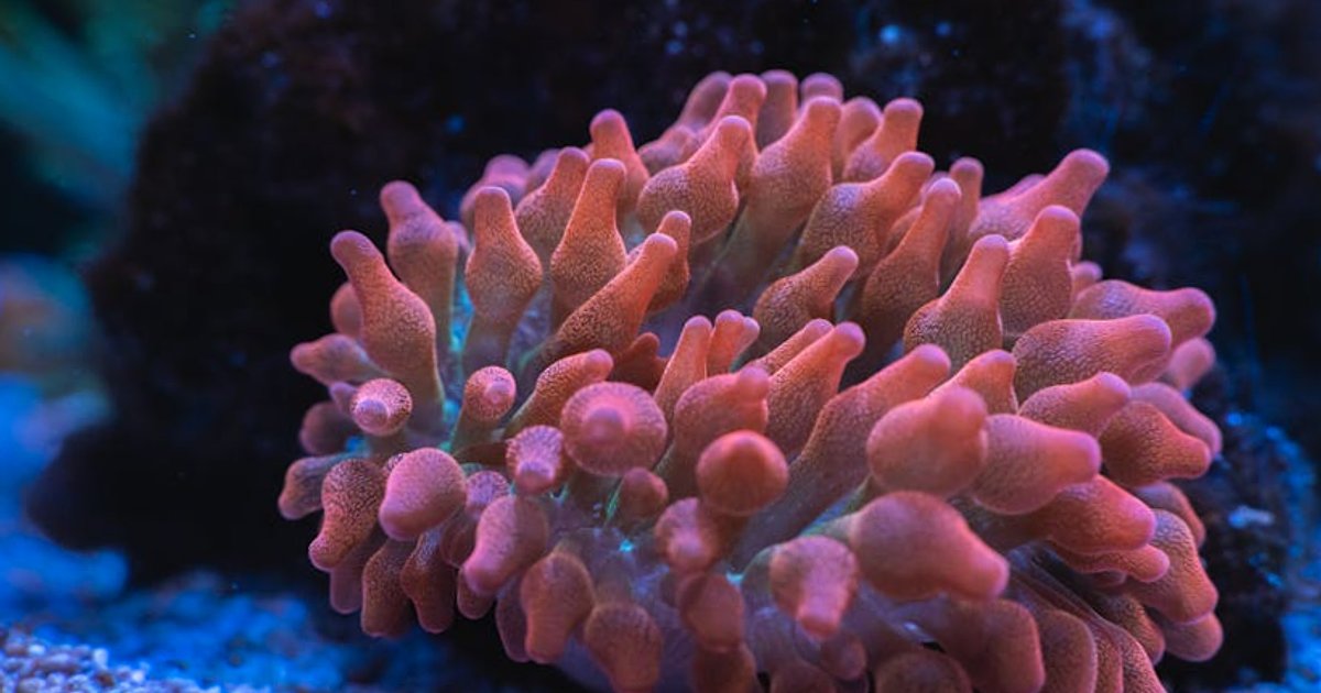 Snorkeling na Wyspach Kanaryjskich z dziećmi: bezpieczeństwo, plaże i realne koszty 2025/2026