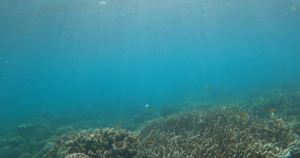 Snorkeling w Tajlandii dla początkujących: najspokojniejsze miejsca z wejściem z plaży