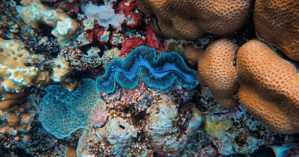 Snorkeling z plaży czy wycieczka łodzią w Tajlandii? Porównanie kosztów, raf i komfortu 2025/26