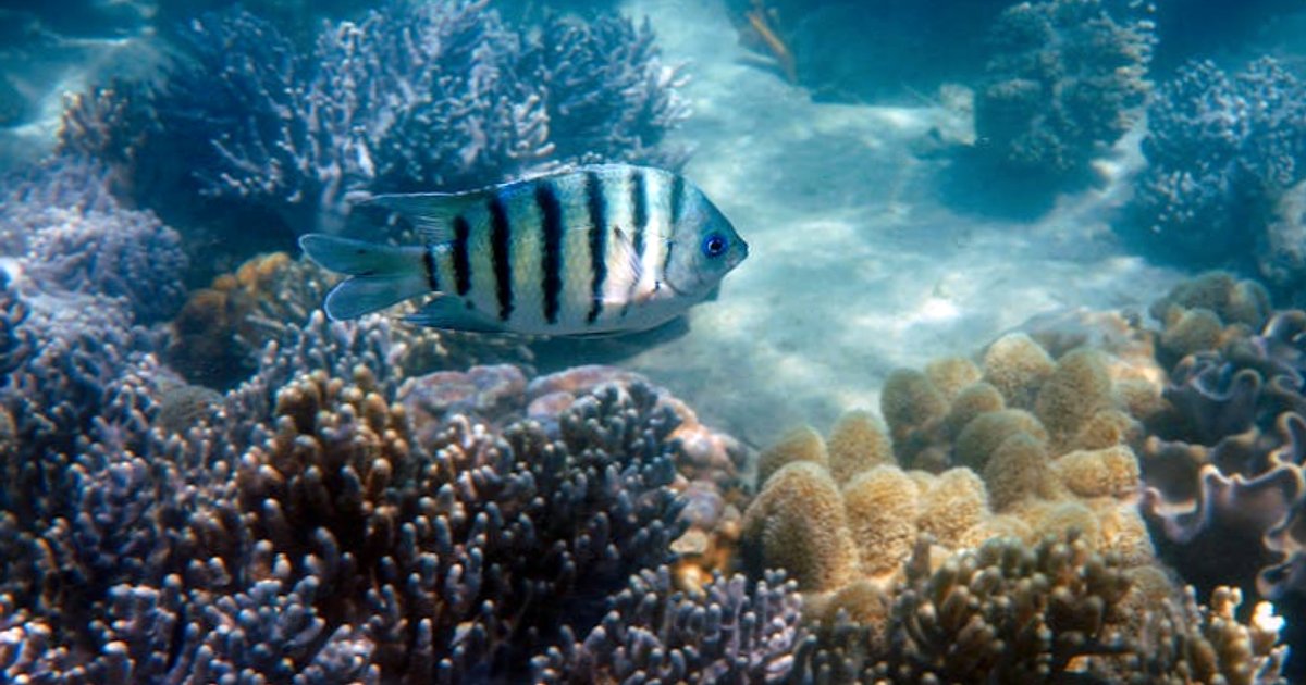 Sprzęt do snorkelingu w Tajlandii: co kupić w Polsce, a co ogarnąć na miejscu?