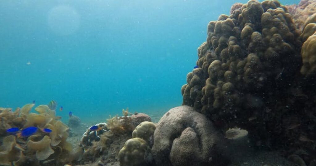 Teneryfa czy Fuerteventura na pierwszy snorkeling? Gdzie lepsze miejsca i niższe ceny