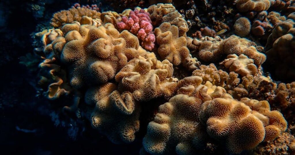 Snorkeling na Wyspach Kanaryjskich dla początkujących: Lanzarote i Fuerteventura krok po kroku
